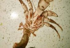 海怪吃瓜视频大全,海怪吃瓜视频大全揭秘