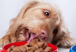 狗狗们吃茄瓜吗会死吗视频