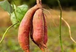 小花妞吃瓜蜜薯视频,甜蜜滋味引发网友热议