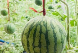 常州最新吃瓜事情视频,揭秘视频背后的惊人真相