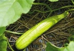 白瓜甜瓜皮可以吃吗视频,食用安全与营养价值大揭秘