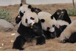 吃瓜熊猫人视频素材,揭秘萌宠美食界的欢乐时光