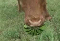 牛牛视频吃瓜怎么没有,由于您提供的信息有限，我无法直接生成一个概述文章的副标题。通常，一个概述文章的副标题会概括文章的主要内容或者强调文章的核心观点。如果您能提供更多关于“牛牛视频吃瓜”的具体内容或者主题，我可以帮助您构思一个合适的副标题。