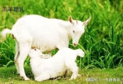 小羊吃瓜事件视频大全,萌宠瓜田欢乐时光大盘点