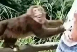 猴王吃瓜短片在线观看视频