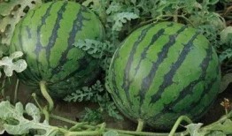 沂水吃瓜的视频,揭秘乡村美食的独特魅力