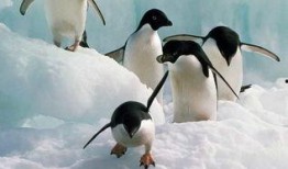 企鹅吃瓜群视频下载网站,热门视频下载网站大揭秘