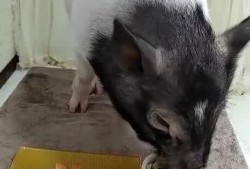 小猪直播间吃瓜视频大全