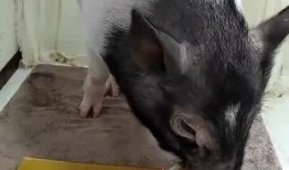 小猪直播间吃瓜视频大全