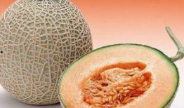 牧羊人吃哈密瓜好吗视频,美味与生活的完美融合