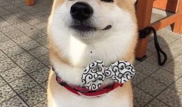 吃瓜柴犬动漫视频大全