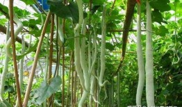 印度老太吃蛇瓜视频,惊险瞬间引网友热议