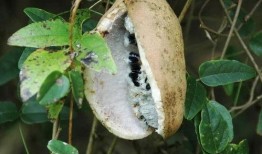 吃八月瓜拍视频