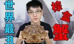 夏庄吃瓜事件视频,一场引发热议的网络狂欢