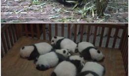 吃瓜熊猫人视频素材,揭秘萌宠美食界的欢乐时光