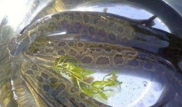 黑鱼视频吃瓜网页版在线观看,网页版在线观看，揭秘热门事件幕后真相