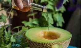 吃日本的蜜瓜好吃吗视频,日本蜜瓜究竟有多美味？