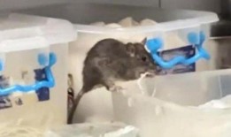 成都吃瓜群众看老鼠视频,老鼠视频引发全民围观