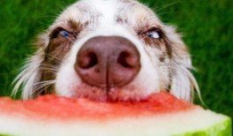 狗狗们吃茄瓜吗会死吗视频