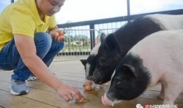 小猪直播间吃瓜视频大全