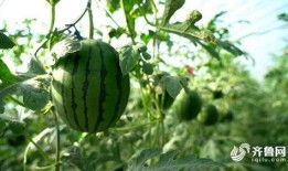 夏庄吃瓜事件视频,一场引发热议的网络狂欢