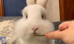 小兔子吃凉瓜视频,凉瓜美食大挑战