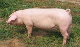 怀孕母猪吃角瓜好吗视频,孕期母猪食用角瓜的益处与注意事项