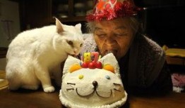 吃瓜遇到小猫变脸原视频,萌态瞬间引爆网络