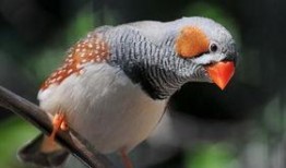 珍珠鸟可以吃梨瓜吗视频,梨瓜成为新宠