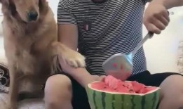 发妞吃瓜小视频,带你领略网络红人的魅力瞬间