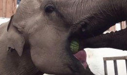 大象吃瓜视频大全,趣味视频大盘点