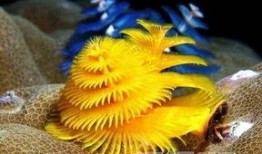 珊瑚吃小瓜虫吗会死吗视频,生死相依的微妙关系