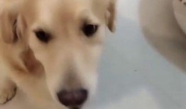 佛手瓜能不能给狗吃呀视频,狗狗饮食中的安全选择吗？