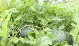 火龙果吃瓜视频,揭秘火龙果的神奇功效与美味吃法