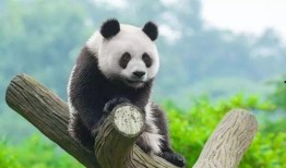 带你吃瓜中国熊猫视频,带你领略国宝的味蕾盛宴