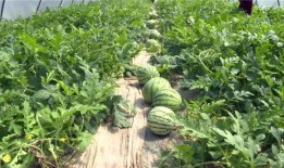 汾阳最近吃瓜事件视频,揭秘网络热议背后的真相