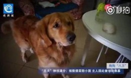 吃瓜狗车祸视频大全最新,瞬间还原事故现场