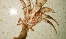 海怪吃瓜视频大全,海怪吃瓜视频大全揭秘