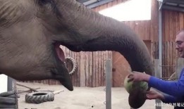 大象吃瓜视频大全,趣味视频大盘点