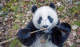 带你吃瓜中国熊猫视频,带你领略国宝的味蕾盛宴