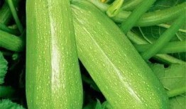 老头吃哈密瓜图片搞笑视频,老头吃哈密瓜，搞笑视频引网友爆笑