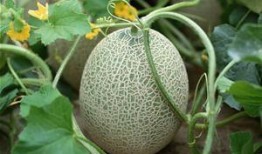 名媛吃哈密瓜的视频大全,哈密瓜美食盛宴