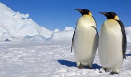 企鹅吃瓜群视频下载网站,热门视频下载网站大揭秘