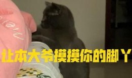 动漫吃瓜小猫咪视频大全,吃瓜小猫咪动漫视频大盘点