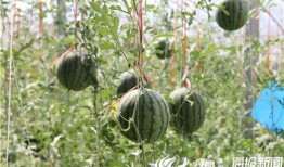 惠民吃瓜视频,揭秘短视频背后的趣味与温情