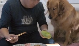 金毛妈妈吃瓜视频,萌宠美食瞬间，萌态可掬引网友热议