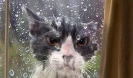 猫宁吃瓜视频大全,揭秘娱乐圈幕后故事