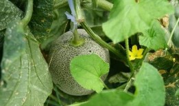 夏天清凉吃瓜视频