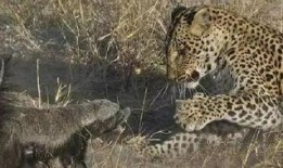 吃瓜豹子视频大全,揭秘娱乐圈幕后趣闻