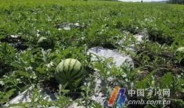 宁波吃瓜视频,揭秘当地美食文化，带你领略宁波风味